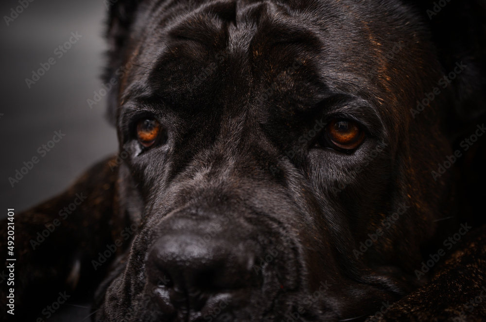 interesting languid look of a large dark dog on a black background interesting languid look of a large dark dog on a black background