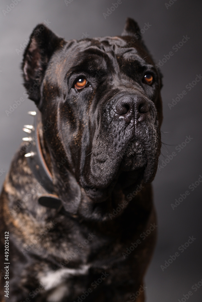 a series of photos of a huge dark dog on a black background, a breed of corso cane