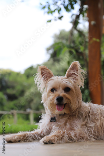 yorkshire terrier puppy © Leandro