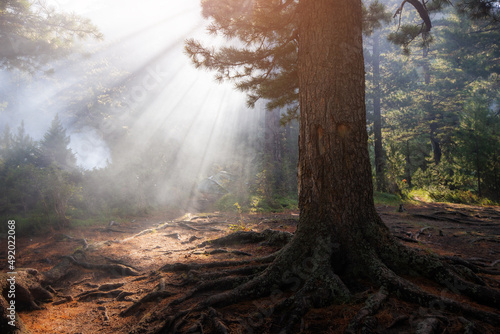 Fototapeta Naklejka Na Ścianę i Meble -  Atmospheric shot of a morning forest with fog illuminated by the rays of the sun
