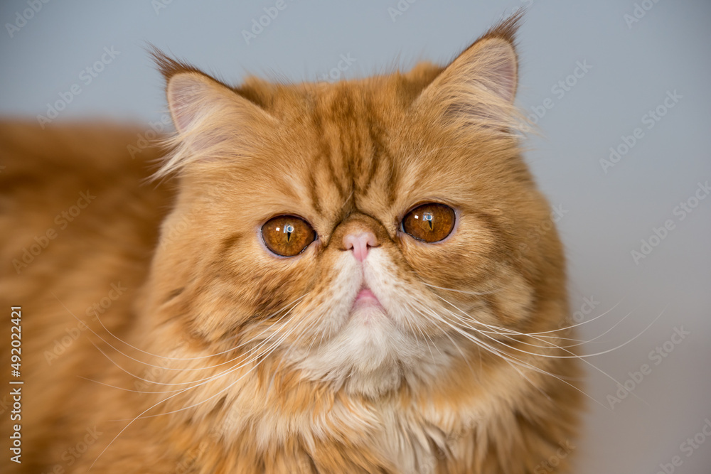 Red Persian exotic cat in front of white background