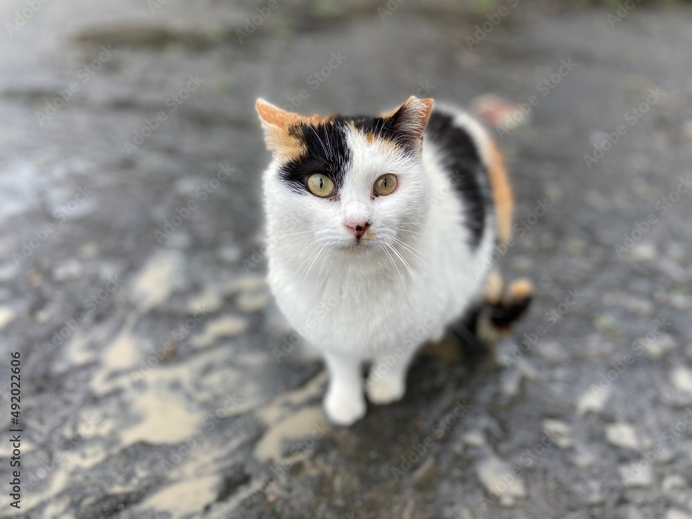 Stray Cats Stray Cats