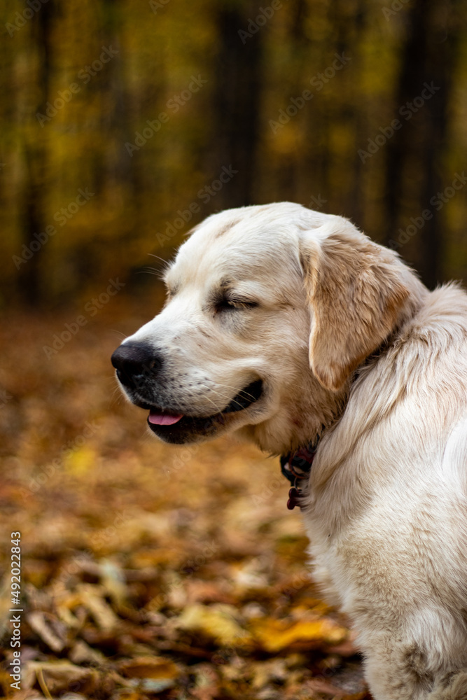golden retriever dog golden retriever dog