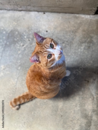 さくらねこは愛され猫