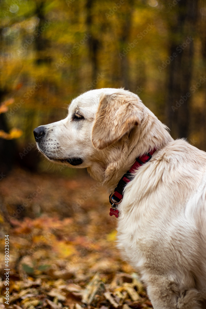 golden retriever puppy golden retriever puppy