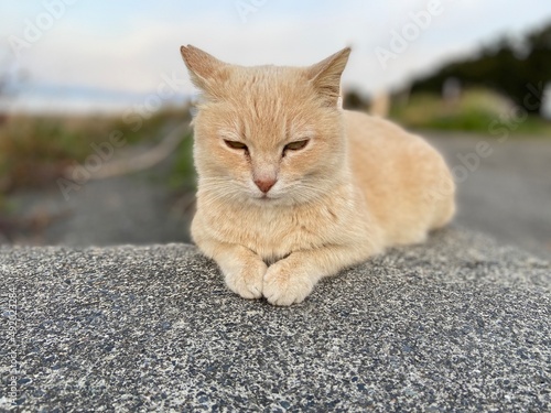 Stray Cats