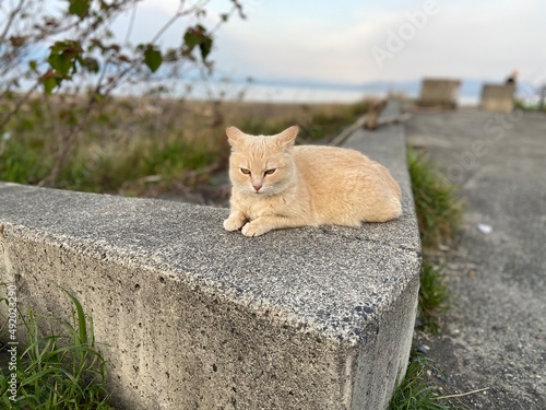 Stray Cats