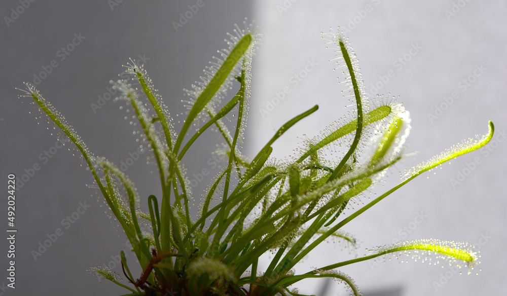 drosera capensia carnivorous plant drosera capensia carnivorous plant