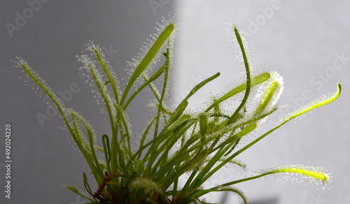 drosera capensia carnivorous plant  photo