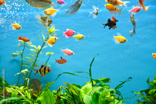Foto Colorful exotic fish swimming in deep blue water aquarium with green tropical pl