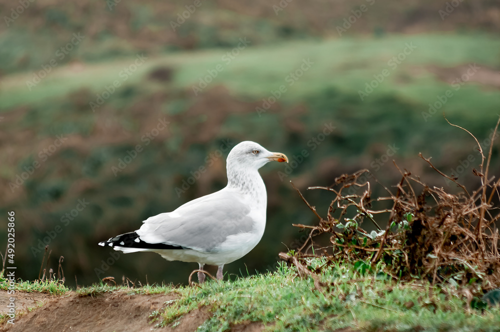 Obraz premium France, Etretat, Normandy, gull, bird