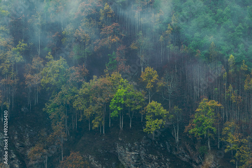 Foggy forest from Nepal