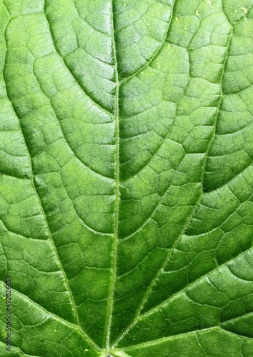 Green leaf with veins close up