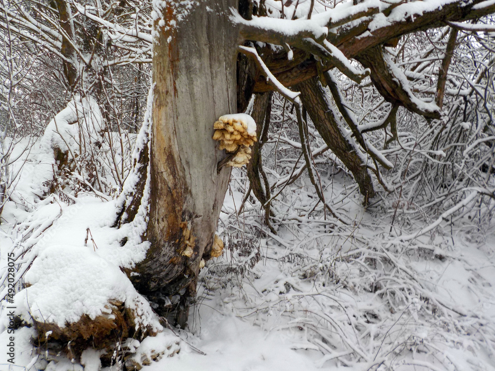 Fototapeta premium tree in the snow