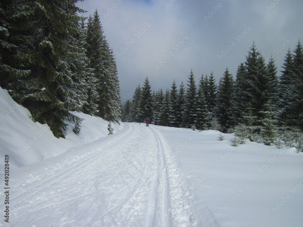Obraz premium Winter mountain landscape, spruce and ski trail