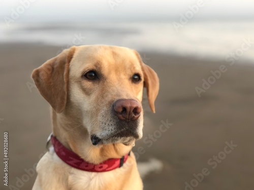 Walk with Labrodor along the Baltic sea