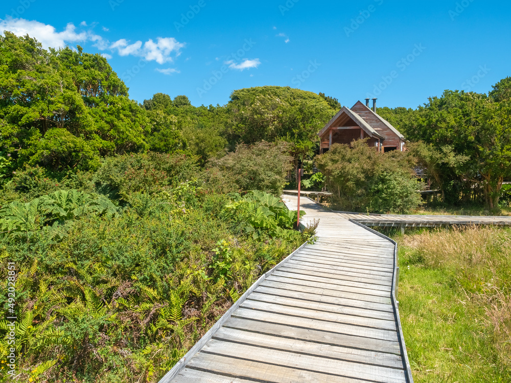 Lush rain forests in the Chiloé National Park on the western coast of Chiloé Island, Los Lagos Region (region of the lakes), Chile Lush rain forests in the Chiloé National Park on the western coast of Chiloé Island, Los Lagos Region (region of the lakes), Chile