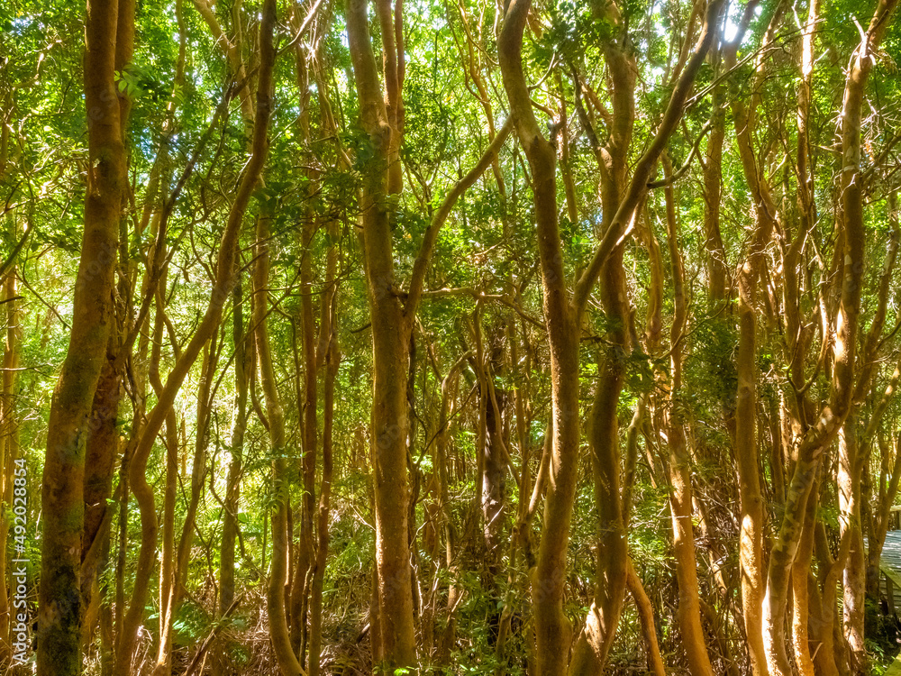 Lush arranyan forests (Luma apiculata) (aka, Chilean myrtle or temu) in the Chiloé National Park on the western coast of Chiloé Island, Los Lagos Region (region of the lakes), Chile Lush arranyan forests (Luma apiculata) (aka, Chilean myrtle or temu) in the Chiloé National Park on the western coast of Chiloé Island, Los Lagos Region (region of the lakes), Chile