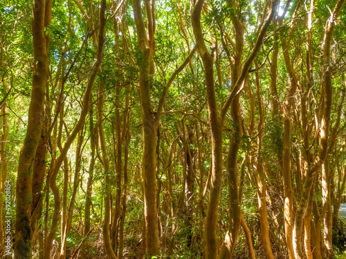 Lush arranyan forests  Luma apiculata   aka  Chilean myrtle or temu  in the Chilo   National Park on the western coast of Chilo   Island  Los Lagos Region  region of the lakes   Chile