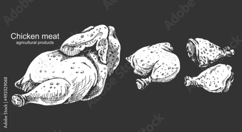 chicken meat, agricultural products hand drawing, graphic image, chicken carcass, drumstick, thigh, food isolated, meat, agricultural products,
engraving, white outline, on a black background, outlin photo