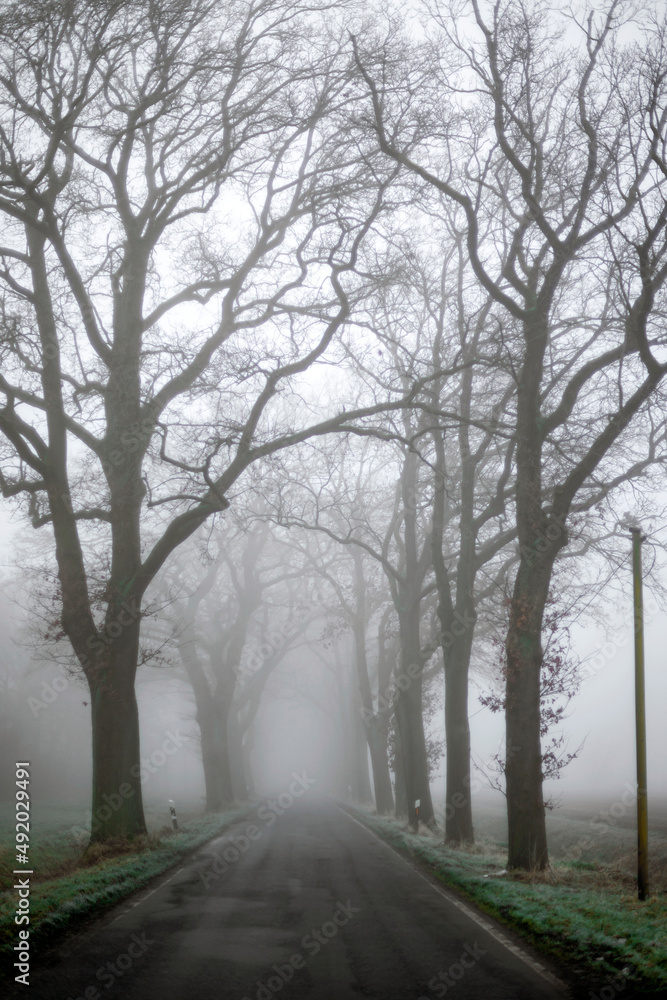 Eine Baumallee im morgentlichem Nebel Eine Baumallee im morgentlichem Nebel