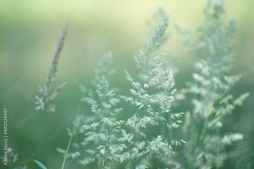 Blühende Gräser im Wind