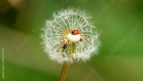 Ein roter Marienkäfer auf einer Pusteblume