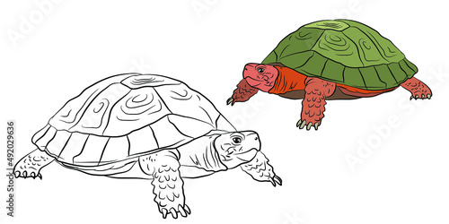 Animals. Black and white image of a turtle, coloring for children. Vector image.
 Color drawing, design, background.