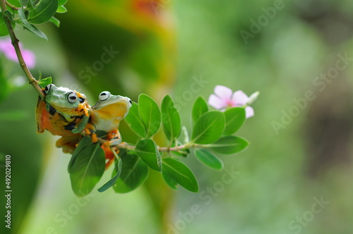 Wallpaper Mural tree frog on a leaf, tree frog, frog, flying frog, Torontodigital.ca