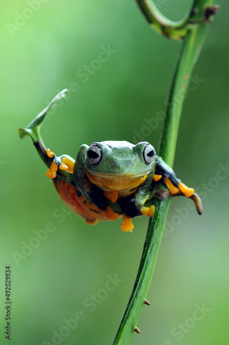 tree frog on a leaf, tree frog, frog, flying frog,