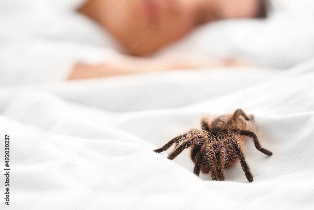 Scary tarantula spider on bed, closeup Stock Photo Adobe Stock