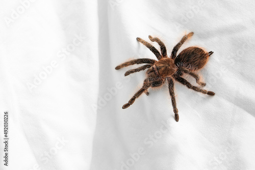 Scary tarantula spider on bed