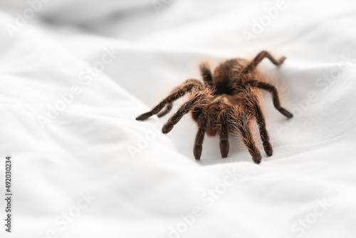 Scary tarantula spider on bed