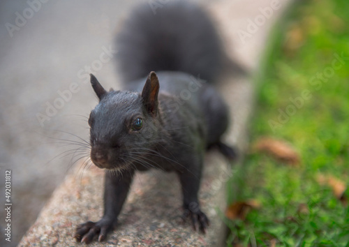black squirrel Ottawa 