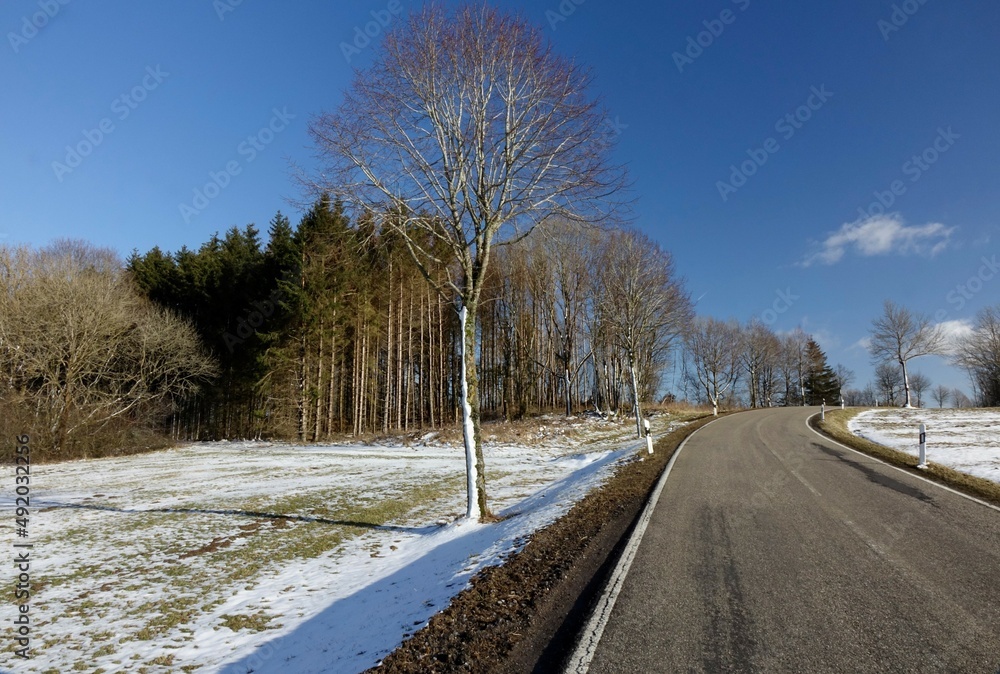 Fototapeta premium Tarmac road, meadows, tress and reflector poles in Westerwald landscape, sunny winter day, concept: winter, driving, outdoor, melting, guidance (horizontal), Weissenberg, RLP, Germany
