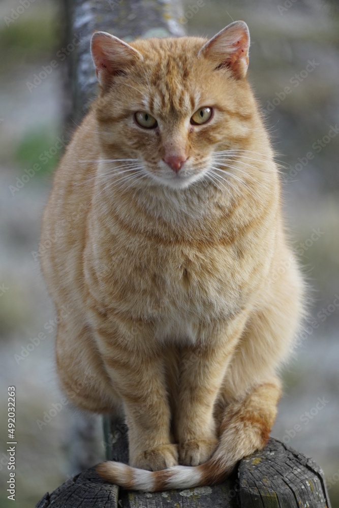 Curious orange cat 