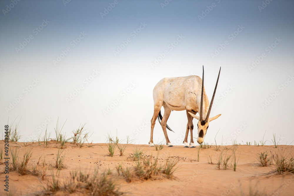 Arabian Oryx in the red sands desert conservation area of Dubai, United Arab Emirates