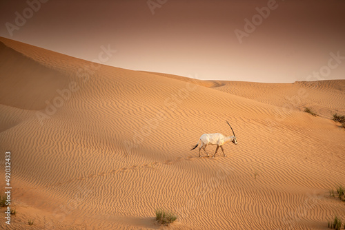 Photography Arabian Oryx in the red sands desert conservation area of Dubai, United Arab Emi