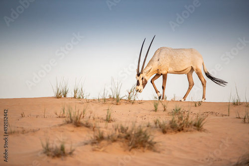 Arabian Oryx in the red sands desert conservation area of Dubai, United Arab Emirates