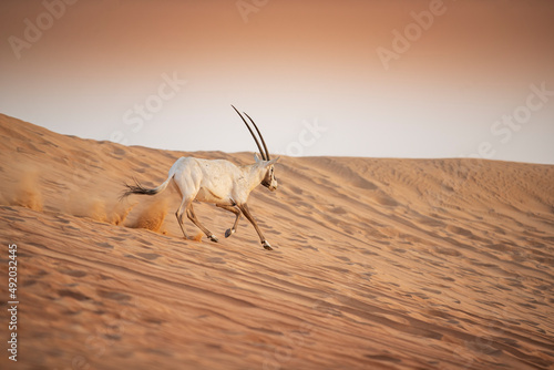 Canvas Print Arabian Oryx in the red sands desert conservation area of Dubai, United Arab Emi