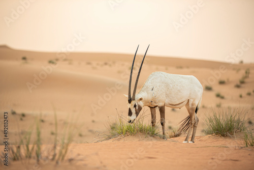 Arabian Oryx in the red sands desert conservation area of Dubai, United Arab Emirates photo