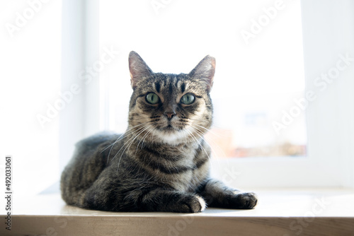 A tiger tabby cat relaxing on a warm radiator. Warm. Cats lies on the battery on a cold day