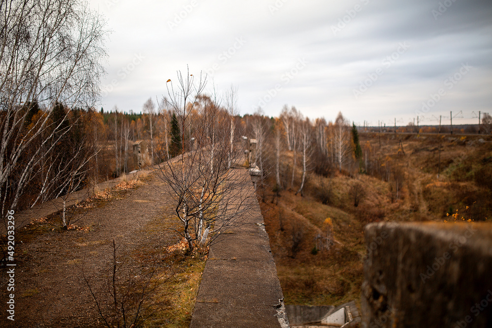 tree on the old brige