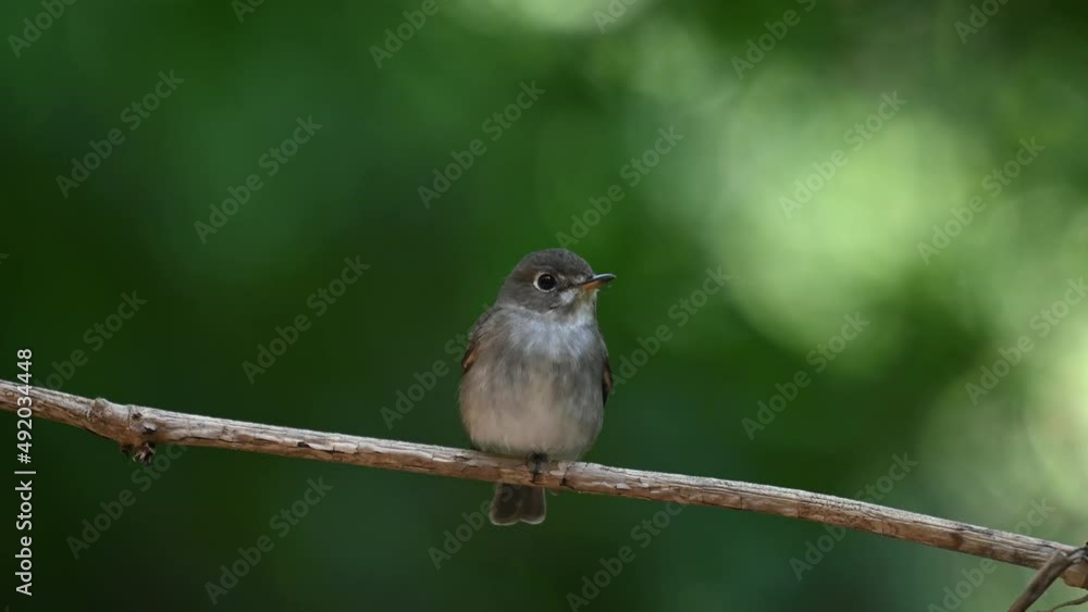 Perched on a vine looking around and wagging its tail up and down and flies away, Dark-sided Flycatcher Muscicapa sibirica ,Chonburi, Thailand. Perched on a vine looking around and wagging its tail up and down and flies away, Dark-sided Flycatcher Muscicapa sibirica ,Chonburi, Thailand.