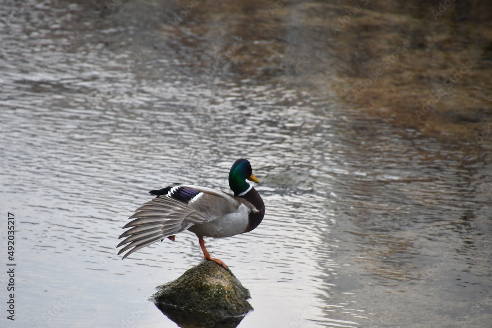 Obraz premium 청둥오리