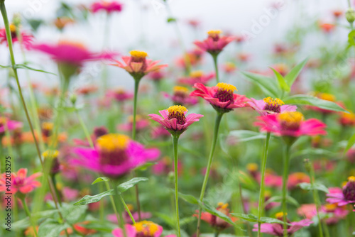 Zinnia floral in garden © anupan001