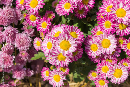 Beautiful pink chrysanthemum flower background