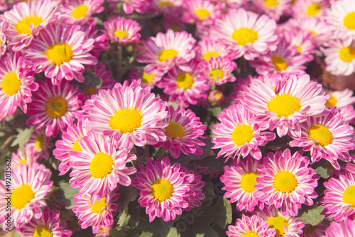 Beautiful pink chrysanthemum flower background