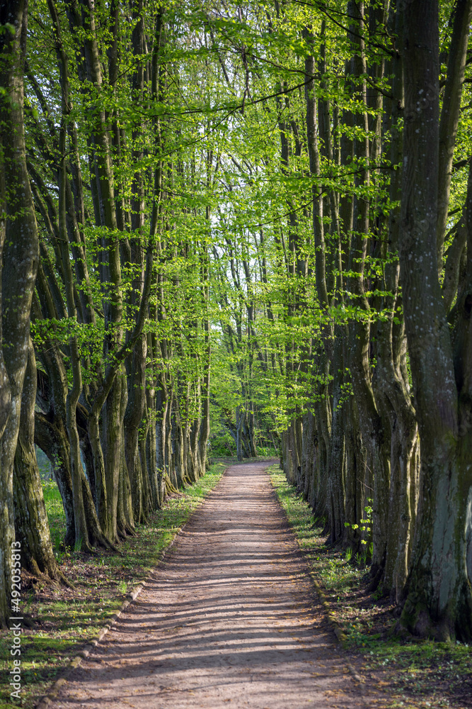 Beautiful alley among hornbeam trees Beautiful alley among hornbeam trees