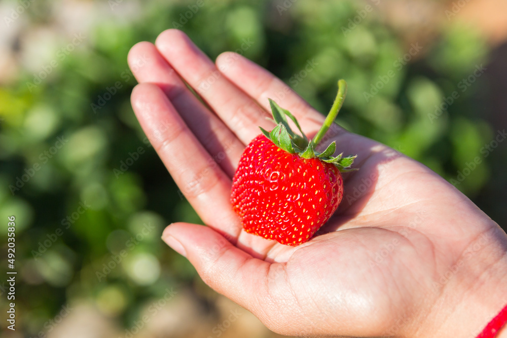 Obraz premium Ripe strawberry on children hand